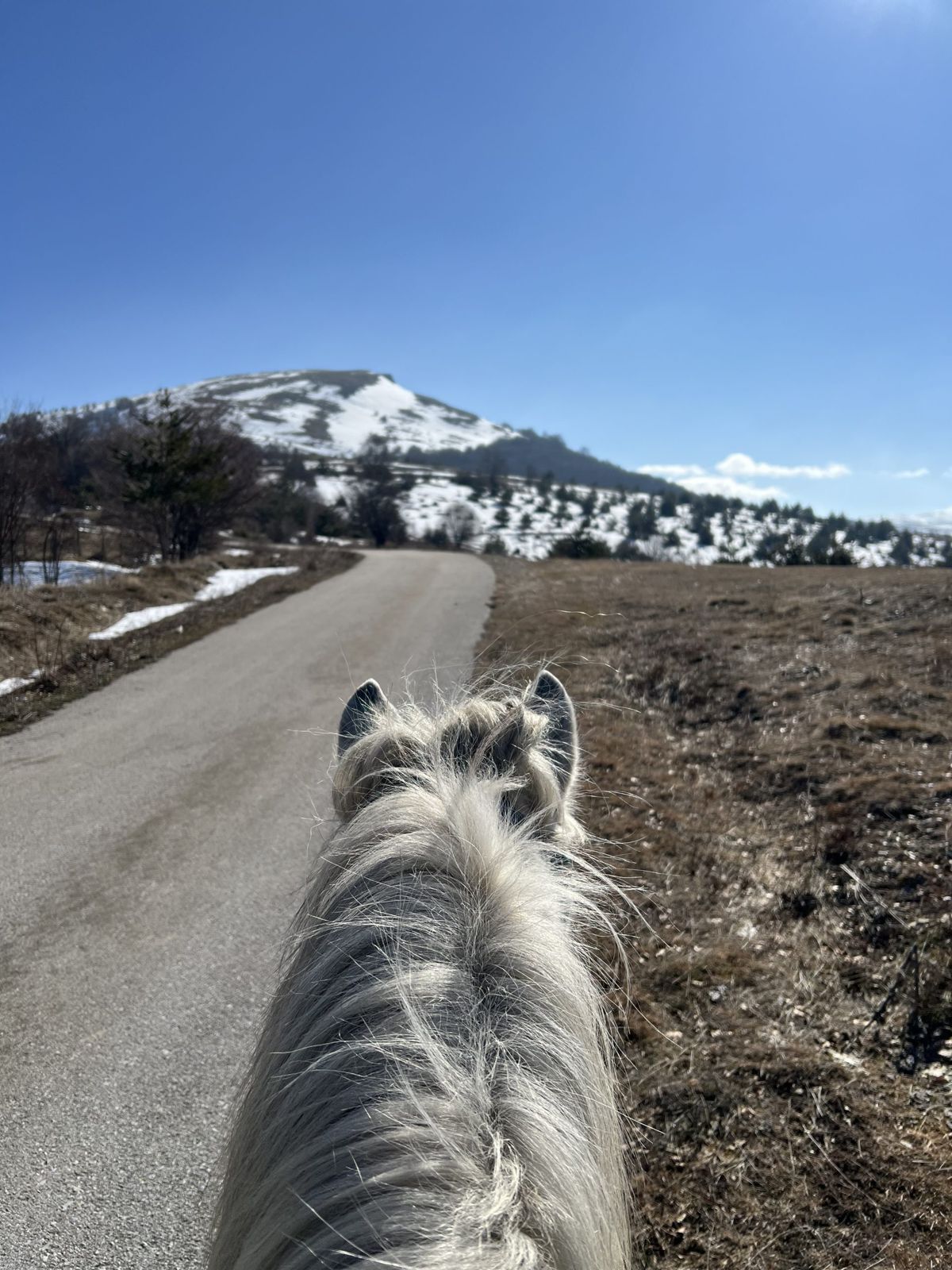 Golden Hoof Kalin Kamen – Horseback Adventures in Nature — gallery photo